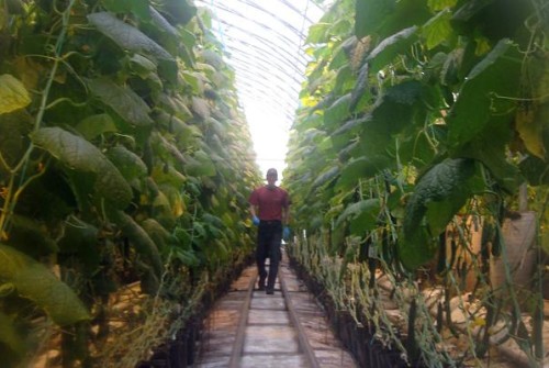 Pusch Brothers Greenhouse